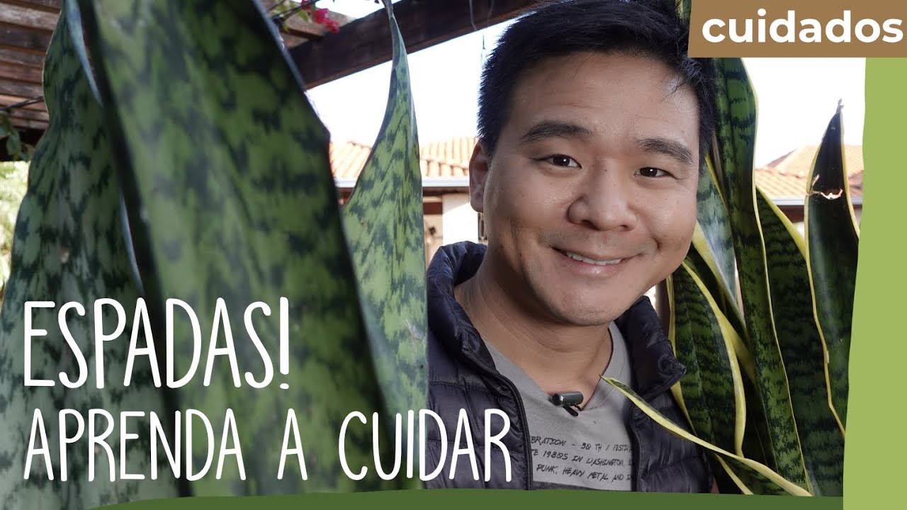 ESPADA-DE-SÃO-JORGE e outras Espadas. Aprenda a cuidar destas plantas