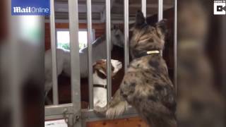 An unlikely pair! Anxious horse finds comfort in goat best friend!