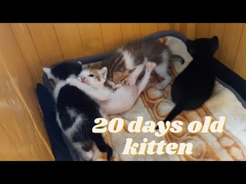 20 Days Old Kittens. Kitten's toddler steps. Streams Kittens
