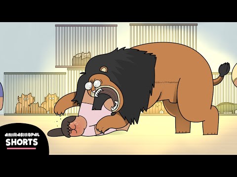 ketika-salah-pilih-kucing-peliharaan