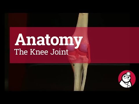 Anatomy: The Knee Joint