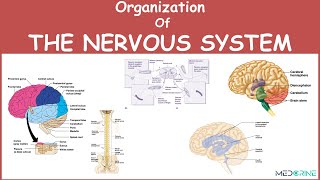 Physiology and Organization of the nervous system physiology