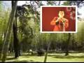 Hulusi Solo - Bamboo Under The Moonlight - Folk ...