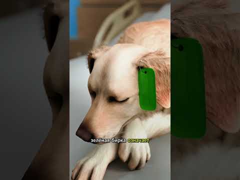 Зачем бездомным собакам в Армении прикрепляют цветные бирки? 🐕😱