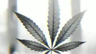 Download lagu Linting daun 🍀 mp3