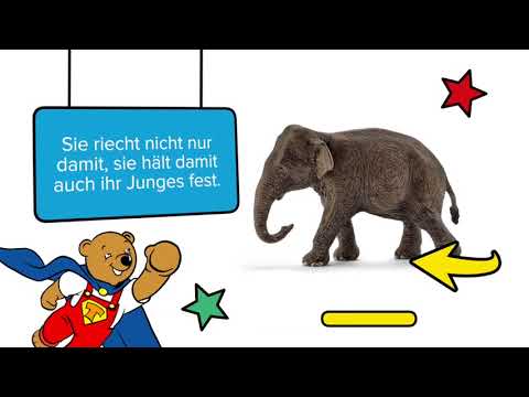 Asiatische Elefantenkuh