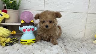 ティーカッププードルの動画01