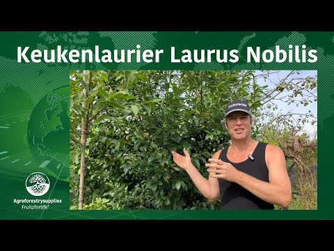 Keukenlaurier Laurus Nobilis