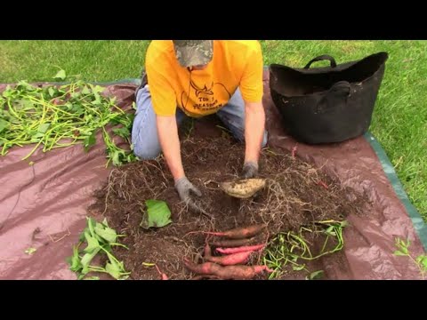Explosive Ember Pepper Growing From Seedling Through The Summer