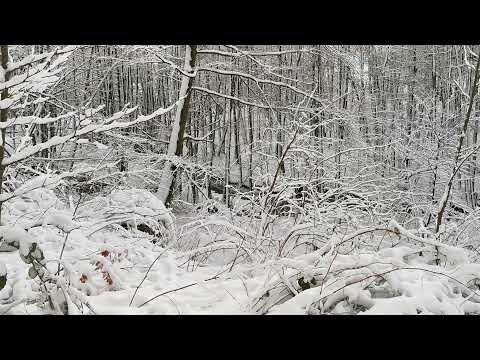 Hürtgenwald Vossenack im Schnee