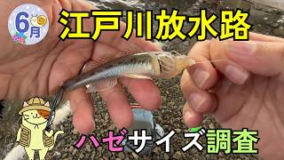 ハゼ