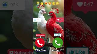 Download lagu Parrot 🦜 Chuchu Ringtone Calling You Anum 😺📱 #mobilephone #smartphone #viral #ringtone mp3