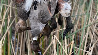 CA Refuge Hunt | Solo Limits