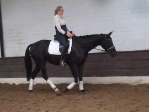 LADY IN BLACK 4j. Hann. St. v. Londontime - Prince Thatch xx