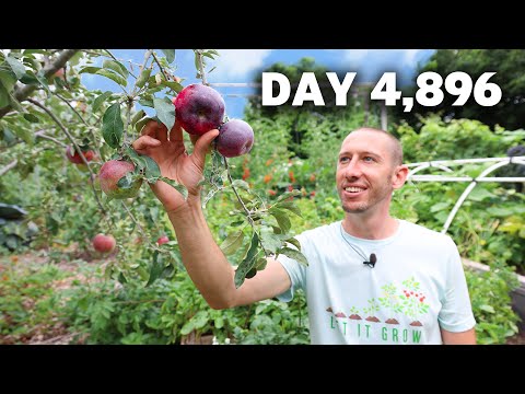 I planted a food forest garden 13 years ago, here it is today.