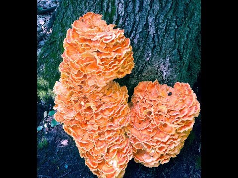 The Intrepid Forager : Episode 10 Chicken of The Woods