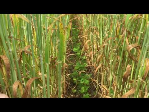 Update on Under-Sown Clover with System Cameleon