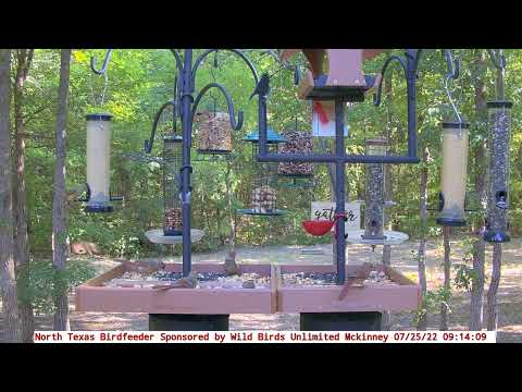 Juvenile Cardinal Feeding Time