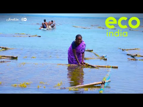 , title : 'Eco India: Seaweed farms in Tamil Nadu are helping Indians fight climate change'