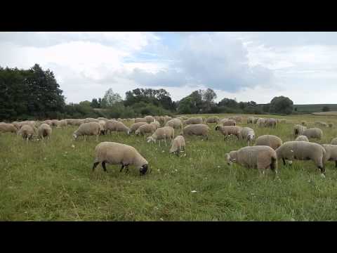 Schäferromantik in Lietzen, 14.07. 2014
