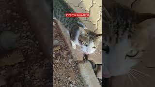 Download lagu You have ADHi#viral #funny #funny #cat #pets #shorts mp3 Download lagu You have ADHi#viral #funny #funny #cat #pets #shorts mp3