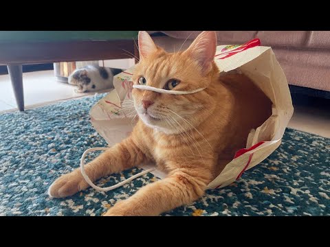 30 MINUTES Funny and Cute Cats Are a Source of Good Mood 🤣