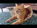 30 MENIT Kucing Kucing Lucu Dan Menggemaskan Bisa Membuat Suasana Hati Lebih Baik