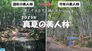 [Tokamachi City] Feels like -2°C. Head to the beautiful Bijinbayashi forest in midsummer!