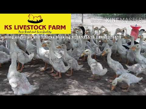 Duck Farming Poultry Chicks( Vigova White Duckling)