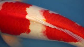 video van Sandan Kohaku  KO-V23-0437