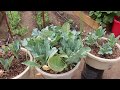 The Results Are In Will Goat Manure Grow Vegetables