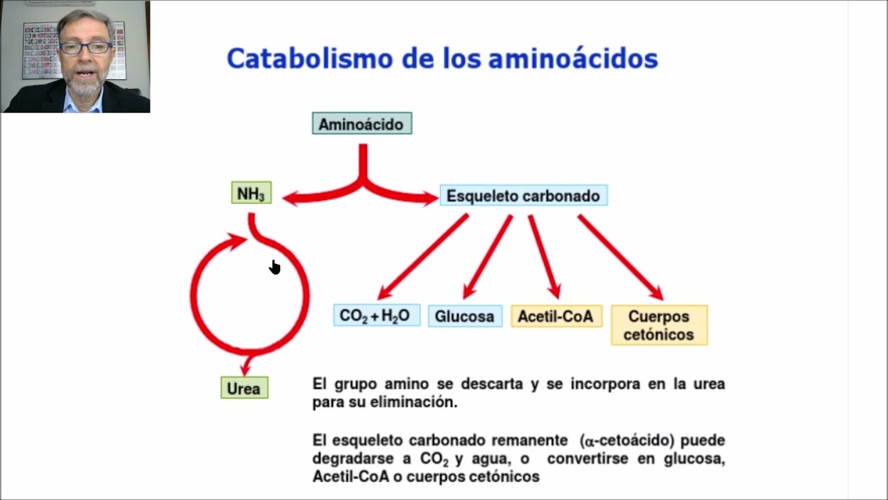 Catabolismo de proteinas y aminoácidos  Esquema general del catabolismo V63