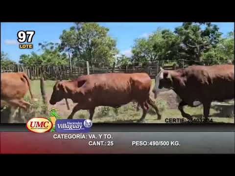 Lote 15 Vacas y 10 Toros en Ituzaingó, Corrientes
