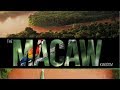 The Macaw Kingdom Official Trailer