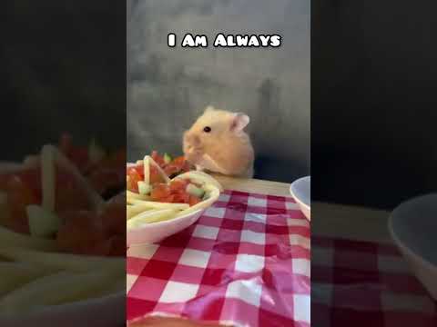 This is the perfect sound for Mr. Marshmallow ???? #hamster #shorts #pets