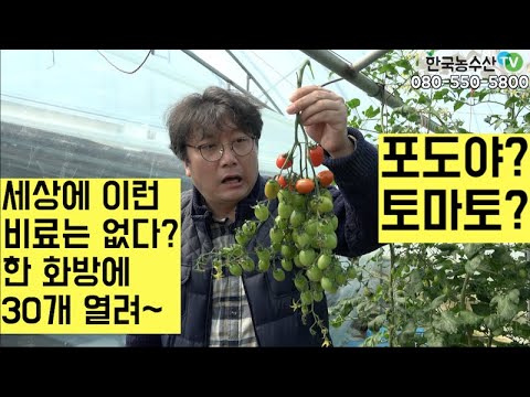 , title : '[한국농수산TV] 세상에 이런 비료는 없다? 한 화방에 토마토 30개씩 줄줄 열리는 한 번 주면 6개월 지속~~  전남 함평'