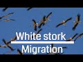 White Stork Migration Israel 4K