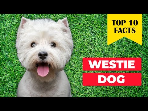 10 Reasons Why Westies are the Perfect Sidekick for You