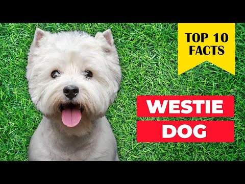 10 reasons to choose a WESTIE Terrier Dog