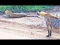Hyena Gives Leopard the Fright of its Life!