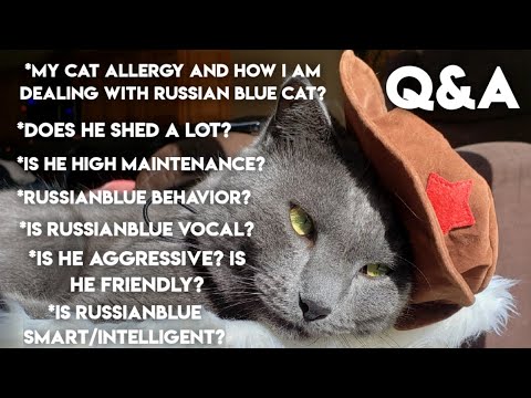 Q&A on Russian Blue Cat & How I am Dealing with My Cat Allergy! HYPOALLERGENIC CAT!