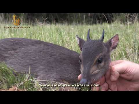 Blue Duiker hunting with Side by Side Safaris (Part 2)