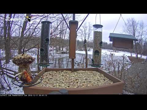 Cooper's Hawk Perches Atop Cornell Feeders, Hunts On Ground Nearby – Dec. 11, 2018