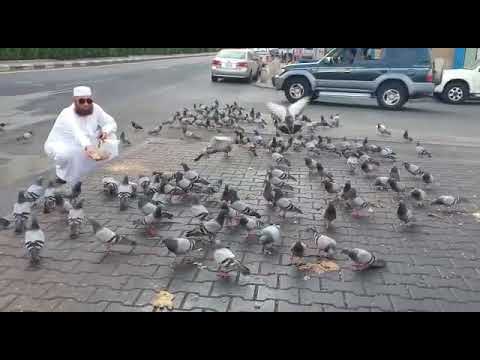 ما أجمل الإحساس بالأمان  ___  دكتور محمود المصري  يطعم حمام الحرم في شوارع مكة المكرمة