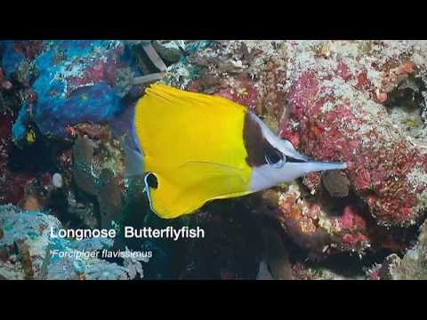 1 Butterflyfish B - scuba diving video