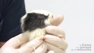 COBAYAS, CUYES - Limpiar ojos. Cómo tratar la conjuntivitis en cobayas.
