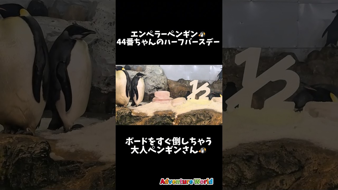 44番ちゃんのハーフバースデーのボードを倒しちゃう大人ペンギン #アドベンチャーワールド #エンペラーペンギン