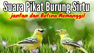 Download lagu Suara Pikat Burung Sirtu Jantan Dan Betina Ampuh  Untuk Pikat Burung Sirtu Yang Bandel mp3 Download lagu Suara Pikat Burung Sirtu Jantan Dan Betina Ampuh  Untuk Pikat Burung Sirtu Yang Bandel mp3