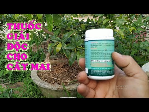 Thuốc Giải Độc Cho Cây Mai Vàng - Phục Hồi Cây Mai Suy Hiệu Quả