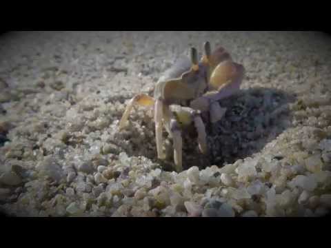 image-Can ghost crabs be pets?